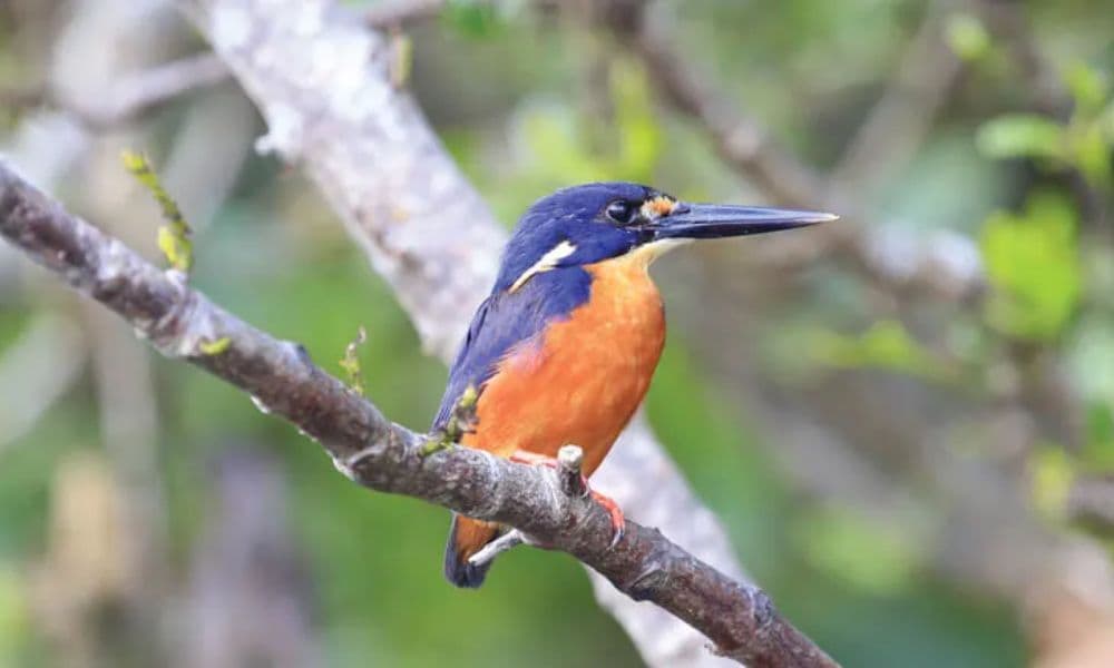 Crocodile Express Daintree Cruise from Daintree Gateway - image 7